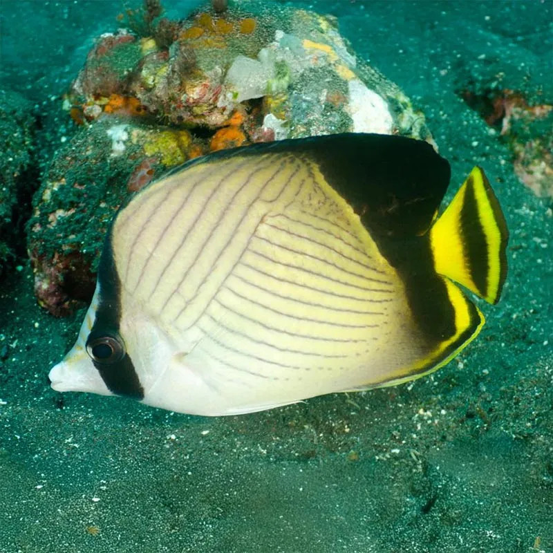 Pictus Butterflyfish Chaetodon