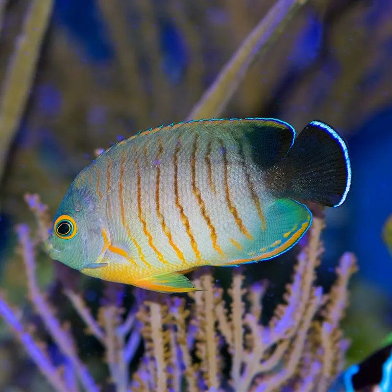 Ebili Angelfish