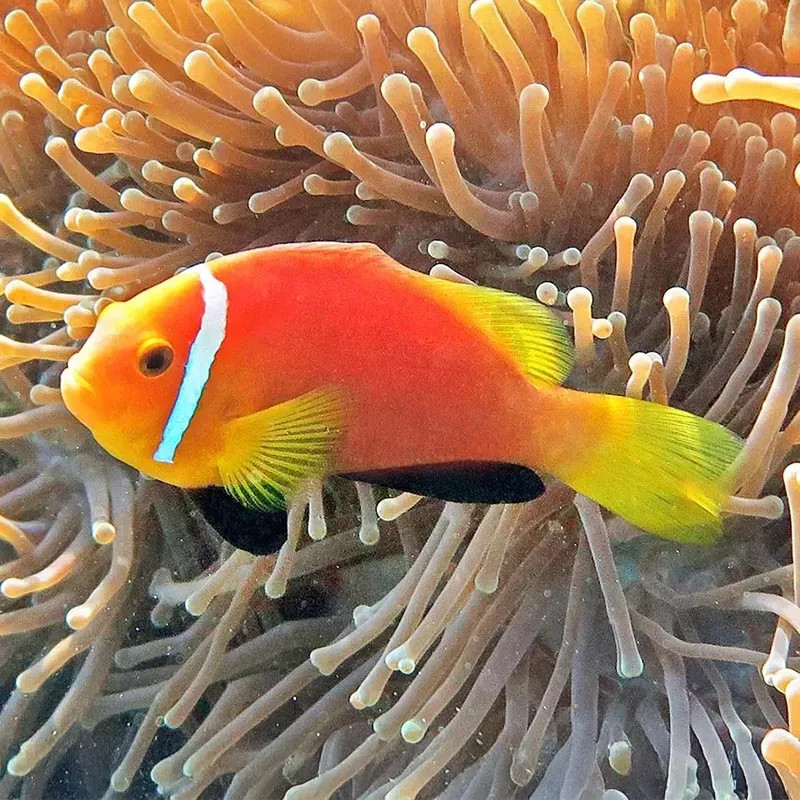 Blackfinned Clownfish  Nigripes