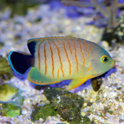 Grey Orange-Striped Angelfish