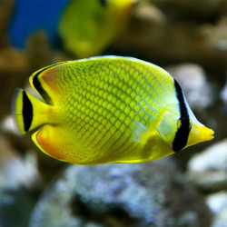 Latticed Butterflyfish