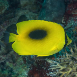 Oval-Spot Butterflyfish