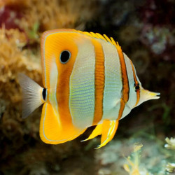 Copperband Butterflyfish Indonesia