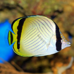 Vagabond Butterflyfish