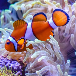 Percula Clownfish -  Captive Bred
