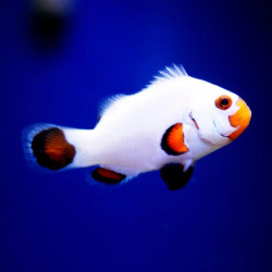White Percula Clownfish -  Captive Bred