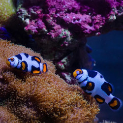 Picasso Clownfish - Captive Bred