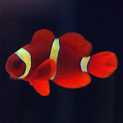 Gold Striped Maroon Clownfish - Captive Bred