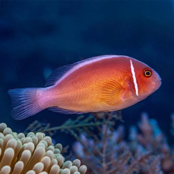 Raccoon Clownfish - Captive Bred