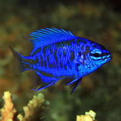 Springers Damselfish