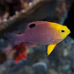 Talbots Damselfish