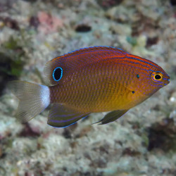 Speckled Damselfish