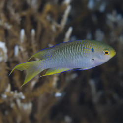 Coral Damselfish