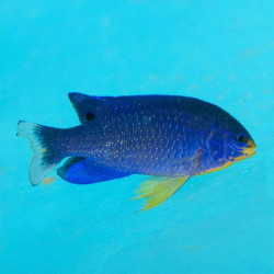 Blue Devil Damselfish