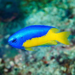 Yellow Belly Damselfish
