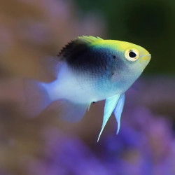 Rollands Damselfish