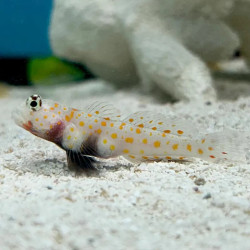 Orange Spotted Prawn Goby