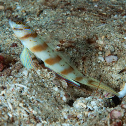 Steinz Goby