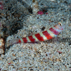Wheelers Goby