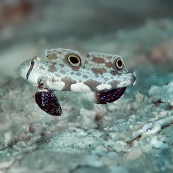 Two Spot Goby - Indonesia Medium
