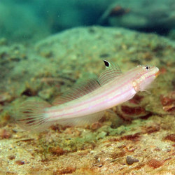 Valanciennes Goby