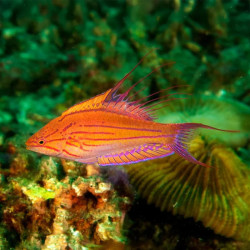 Filamentous Wrasse