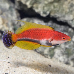 Whip Fin Wrasse