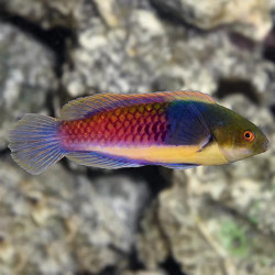 Red And Blue Wrasse