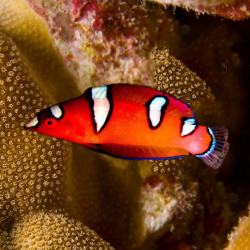 Red Coris Wrasse Juvenile Indonesia