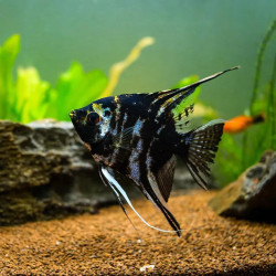 Black And White Angelfish