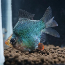 Green BalloonTiger Barb