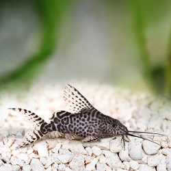 Synodontis Eupterus