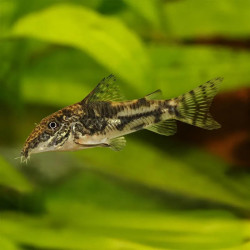 Filigree Corydoras