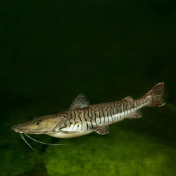 Tiger Shovelnose Catfish