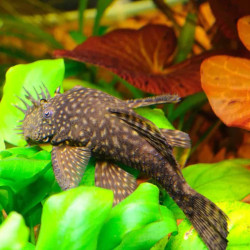 Bushy Nose Plecostomus