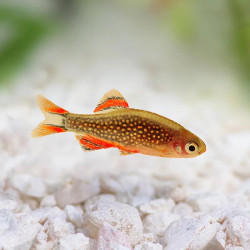 Galaxy Rasbora