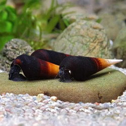 Bicolor Rabbit Snail
