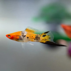 Tricolor Swordtail