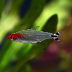 Brilliant Rummynose Tetra
