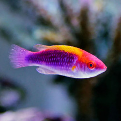 Orange Back Fairy Wrasse