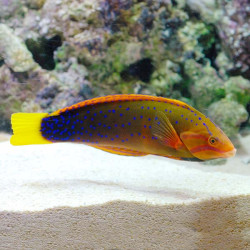 Red Coris Wrasse  - Adult Fiji