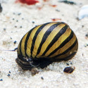 Zebra Nerite Snail