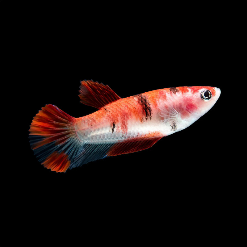 Koi Betta - Female