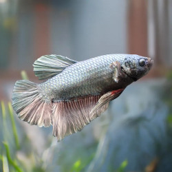 Copper Betta - Male