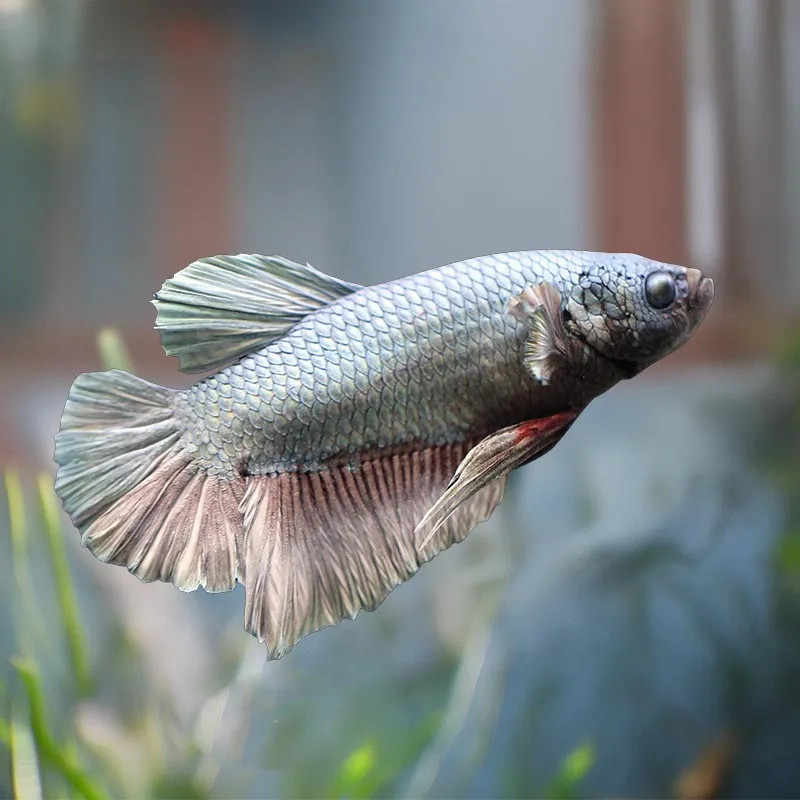 Copper Betta