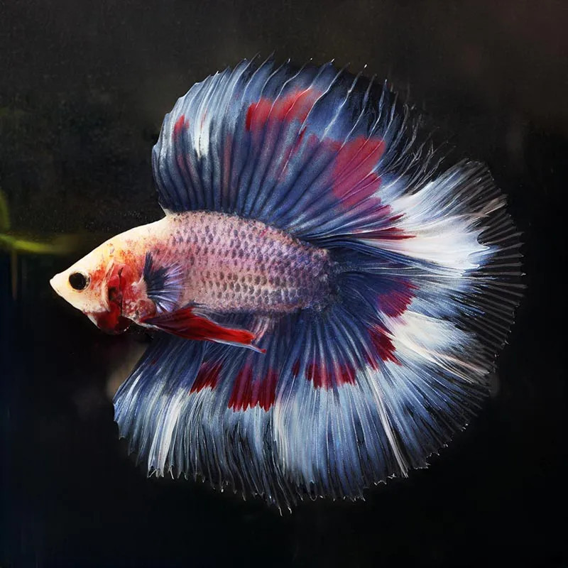 Halfmoon Double Tail Betta