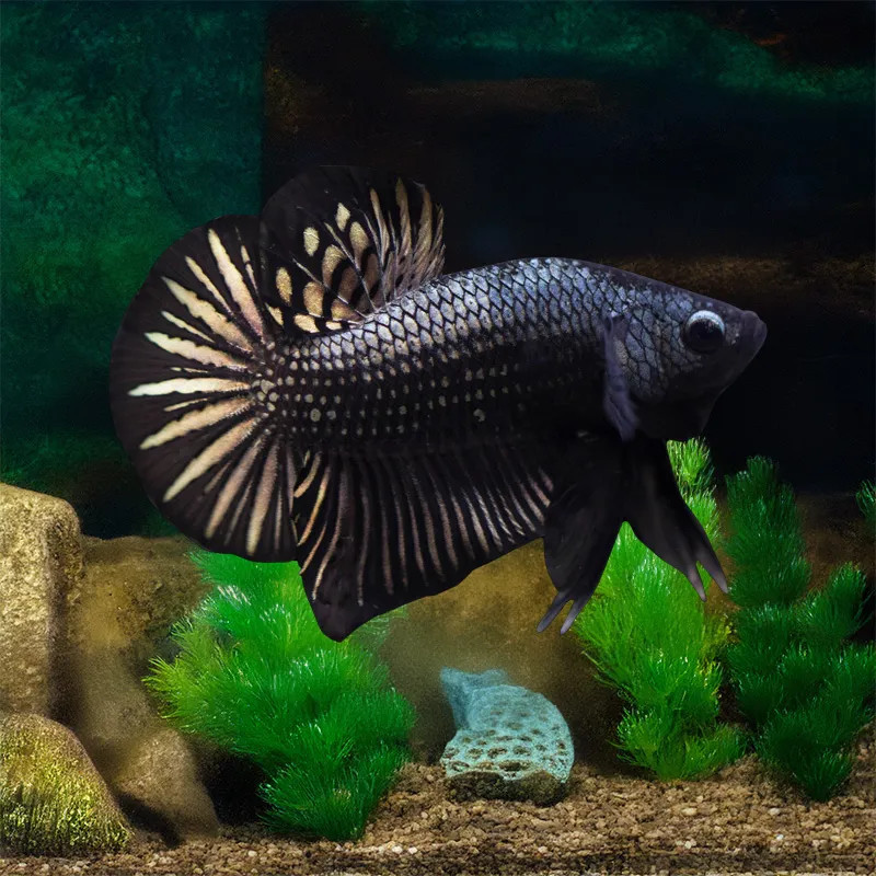 HMPK Black Samurai Betta