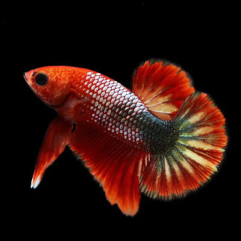 HMPK Koi Copper Betta