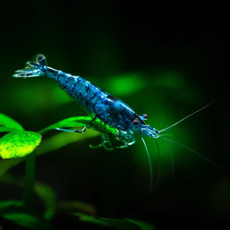 Dream Blue Shrimp