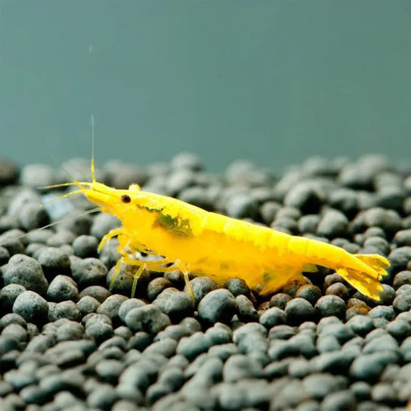 Yellow Gloden Line Shrimp